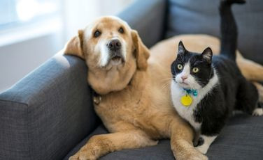 Forrajería 'Lina' - Forrajerías en Sicardi